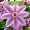 Саженцы клематиса Нелли Мозер (Nelly Moser) - 5 шт.: фото и описание