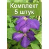 Саженцы клематиса Жакмана Суперба (Jackmanii Superba) - 5 шт.: фото и описание