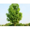 Саженцы клёна Остролистный (40-60 см) - 5 шт.: фото и описание