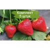 Саженцы Клубники Пирчинкью (Ранняя) - 5 шт.: фото и описание