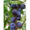 Саженцы ранней фиолетовой сливы Блю Свит (Blue Sweet) колоновидная - 5 шт.: фото и описание