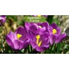Луковицы крокуса крупноцветкового Флауэр Рекорд (Flower Record) - 5 шт.: фото и описание