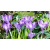 Луковицы крокуса крупноцветкового Прекрасный - 5 шт.: фото и описание