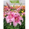 Луковицы лилии PINK BRUSH (Розовая кисть) ЛА-гибрид - 5 шт.: фото и описание