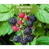 Саженцы малины Кумберленд (Kumberlend) (Черная) - 5 шт.: фото и описание