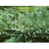 Саженцы можжевельника Виргинский 20-40 см - 5 шт.: фото и описание