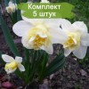 Луковицы нарцисса Попай (Popeye) - 5 шт.: фото и описание