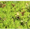 Саженцы очитка Иммергрунхен (Immergrunchen) - 5 шт.: фото и описание