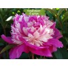 Саженцы пиона Селебрити (Celebrity) - 5 шт.: фото и описание