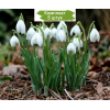 Луковицы Галантуса (Подснежника) Фло - 5 шт.: фото и описание
