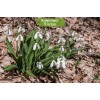 Луковицы подснежника Крымский - 5 шт.: фото и описание