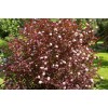 Саженцы пузыреплодника калинолистного Леди ин Ред (Lady in Red) - 5 шт.: фото и описание
