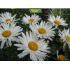 Саженцы ромашки нивяника Аляска - 5 шт.: фото и описание