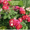 Саженцы шраб розы Доктор Массад (Docteurs Massad) - 5 шт.: фото и описание