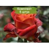 Саженцы чайно-гибридной розы Кофе Брейк (Coffee Break) - 5 шт.: фото и описание