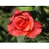 Саженцы чайно-гибридной розы Спутник (Sputnik) - 5 шт.: фото и описание