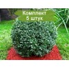 Саженцы самшита вечнозелёный Бухус (Buxus) - 5 шт.: фото и описание
