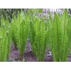 Саженцы страусника обыкновенного - 5 шт.: фото и описание