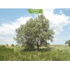 Саженцы тополя Белый (Серебристый) 60-100 см - 5 шт.: фото и описание