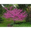 Саженец Церциса Пинкбуд (саженец до 50 см) - 5 шт.: фото и описание