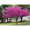 Саженцы церциса Розовый шарм (Саженцы до 50 см.) - 5 шт.: фото и описание