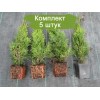 Сеянцы Туи Колумна до 20 см - 5 шт.: фото и описание