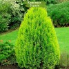 Туя Восточная 100-150 см - 5 шт.: фото и описание