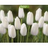Луковицы тюльпана Альбатрос (Albatros) - 5 шт.: фото и описание