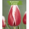Луковицы тюльпана Гуус Папендрехт (Guus papendrecht) - 5 шт.: фото и описание