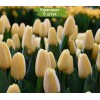 Луковицы тюльпана Крем Фрэш (Creme Fraiche) - 5 шт.: фото и описание