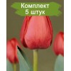 Луковицы тюльпана Севилла (Sevilla) - 5 шт.: фото и описание