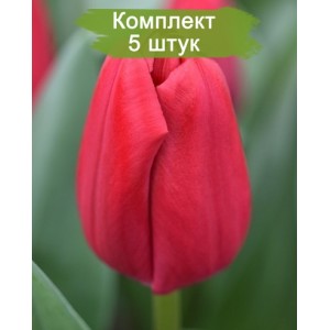 Комплект 5шт / Тюльпан Сurry