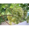 Саженцы винограда Восторг (Ранний/Белый) - 5 шт.: фото и описание