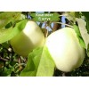 Саженцы яблони Белый налив - 5 шт.: фото и описание