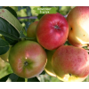 Саженцы Яблони Прима - 5 шт.: фото и описание
