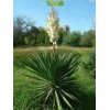 Саженцы юкки Узколистная - 5 шт.: фото и описание