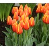 Луковица тюльпана Ворлд Фаворит (World's Favourite): фото и описание