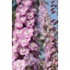 Саженец дельфиниума Центурион Пинк (Centurion Pink): фото и описание