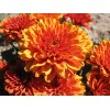 Саженец хризантемы мультифлора Арес Бронз (Ares Bronz) (Оранжевая): фото и описание