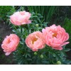 Саженец пиона Корал чарм (Coral Charme): фото и описание
